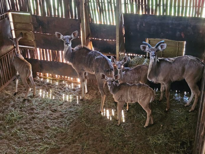 KUDU | BIRKEN VERVOER