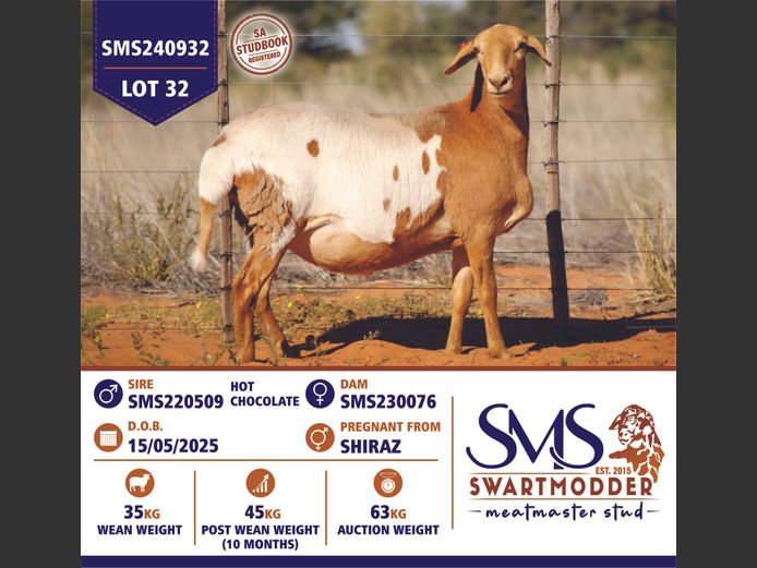 SMS240932 | SWARTMODDER MEATMASTER STUD