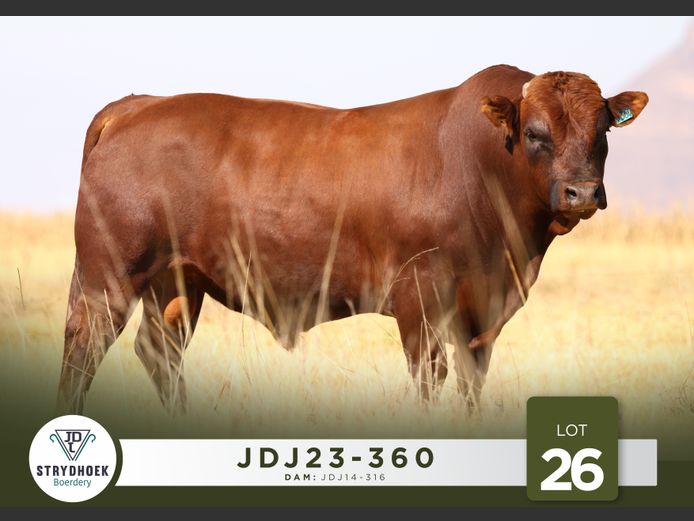 JDJ23-360 | Strydhoek