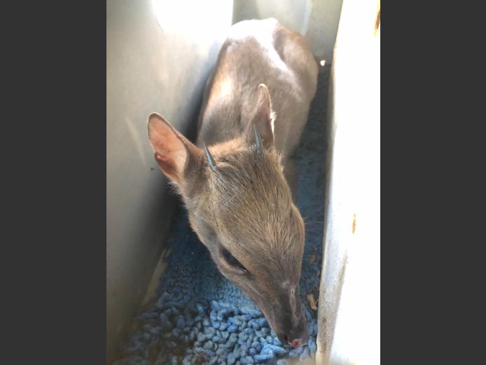 BLUE DUIKER | BIRKEN VERVOER