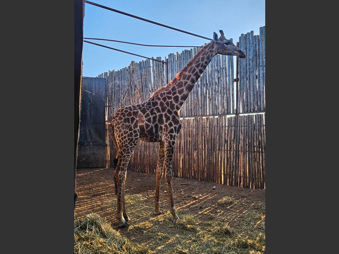 GIRAFFE | NYLSVLEI