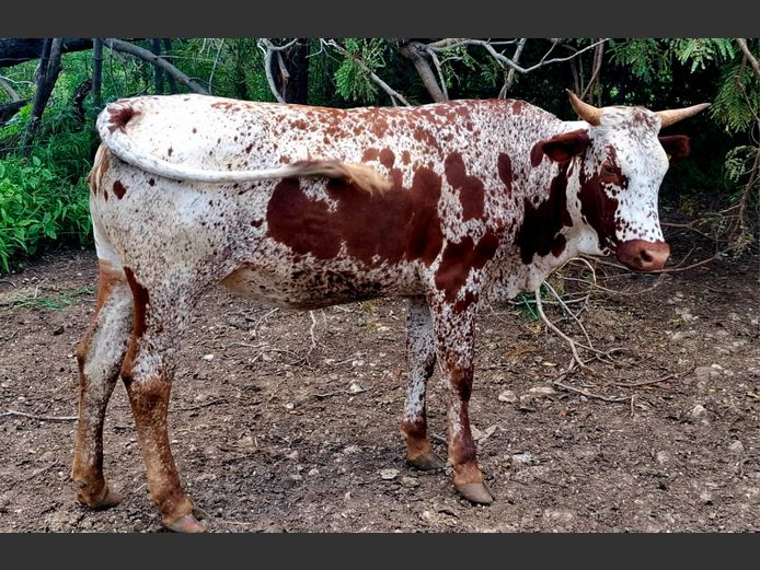 Commercial Animals | D.S. REED & SON