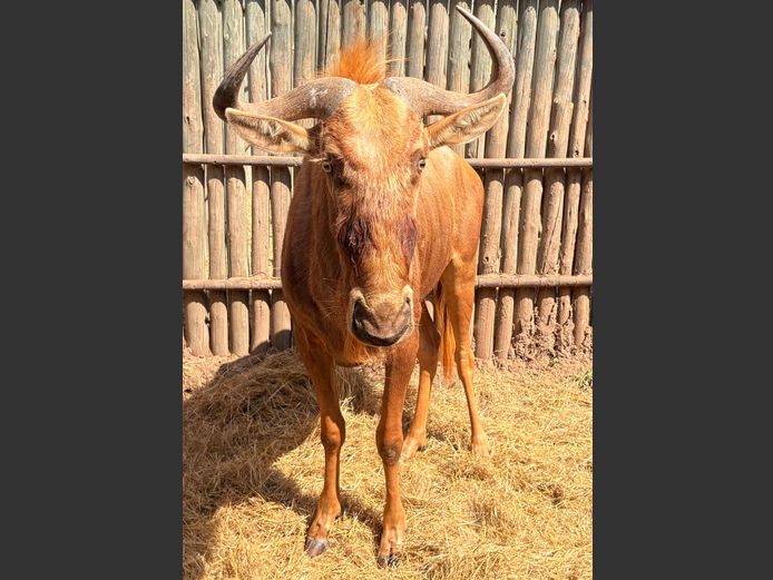 Goue Wildebees Bul