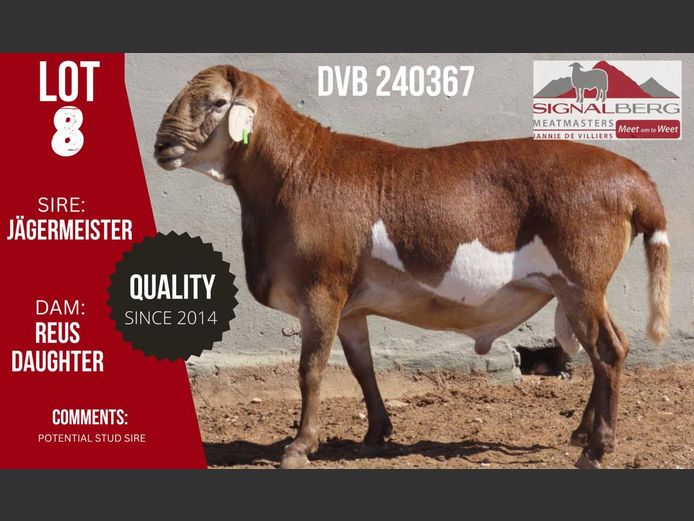 DVB 24036 | SIGNALBERG MEATMASTERS