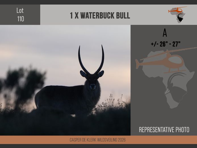 Waterbuck (+- 26" - 27")