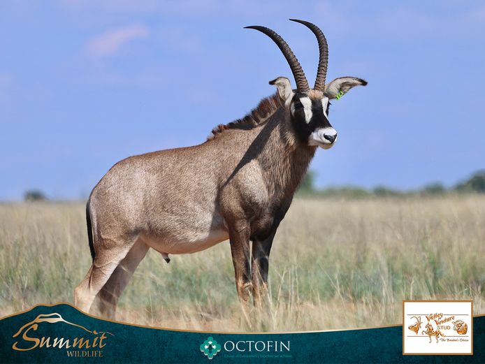 31 6/8" ROAN BULL