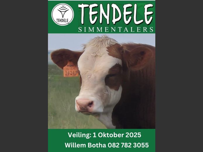 TENDELE SIMMENTALERS VEILING