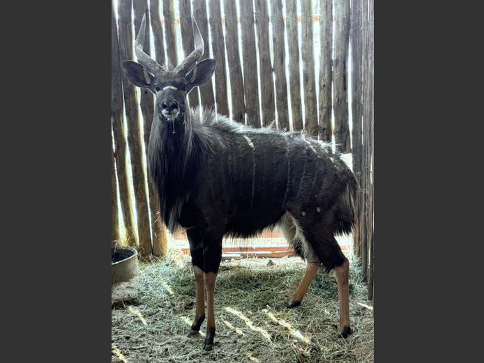 Nyala Bul
