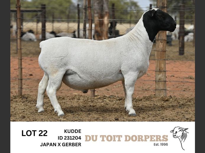231204  | DU TOIT DORPERS