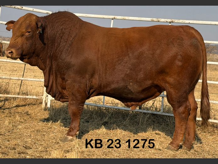 KB231275