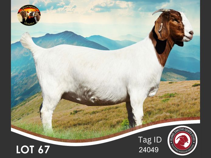 240049 | ELAND ZAKITHI BOER GOAT STUD