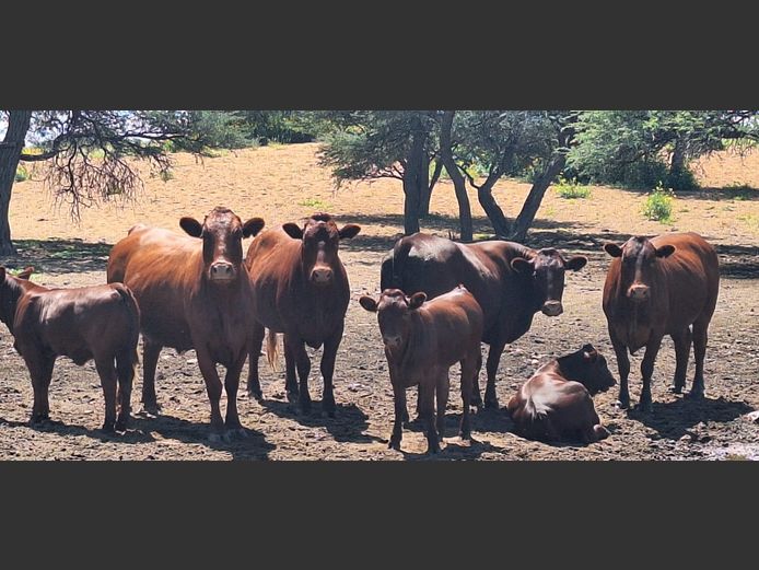 Commercial Animals | Sunstar Bonsmaras