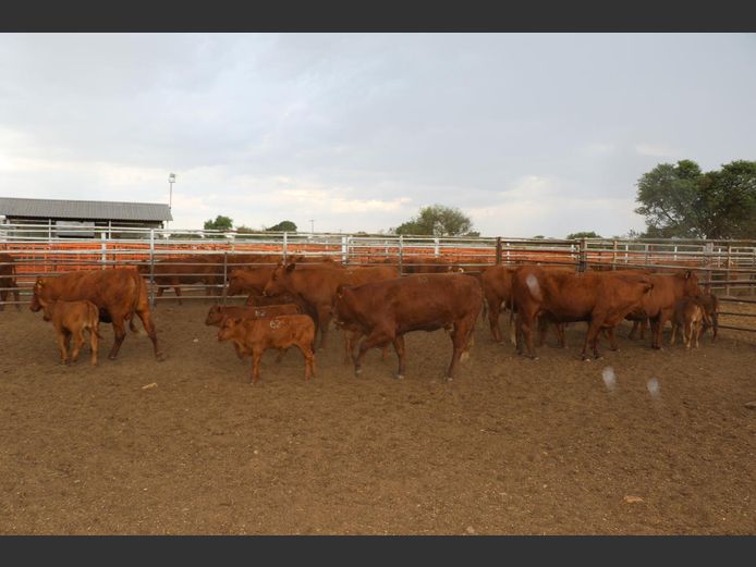 Commercial Animals | JP du Preez