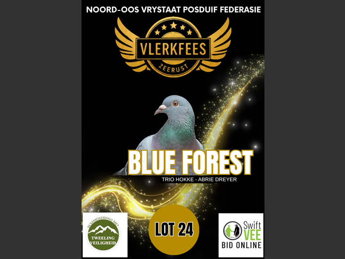 BLUE FOREST | TRIO HOKKE - ABRIE DREYER