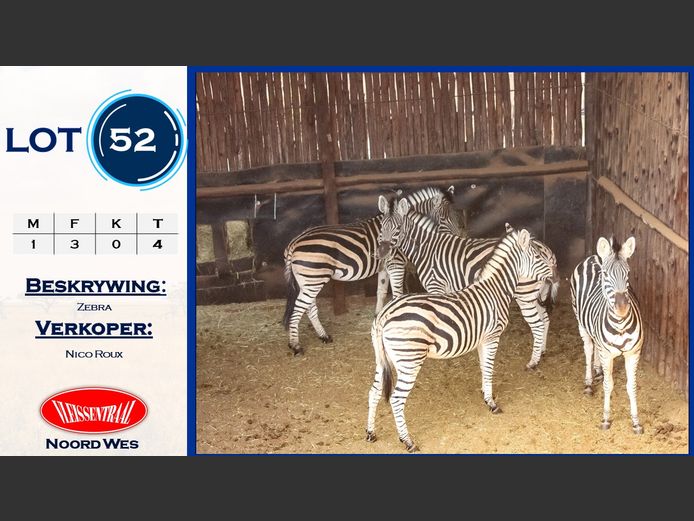 Zebra