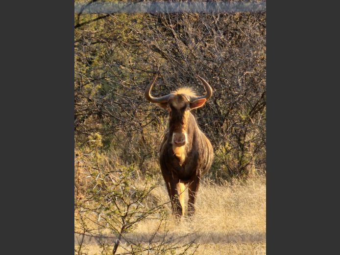 Konings Wildebees