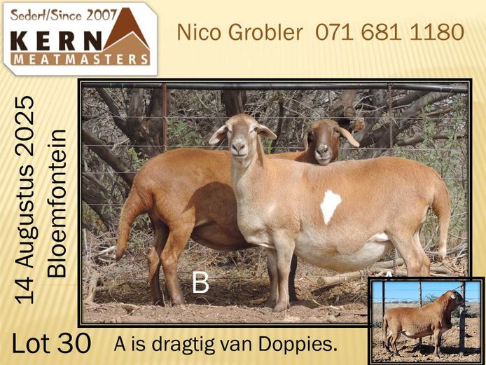 KERN 20 0307 | AANGETEKEN | Nico Grobler - Kern Meatmasters
