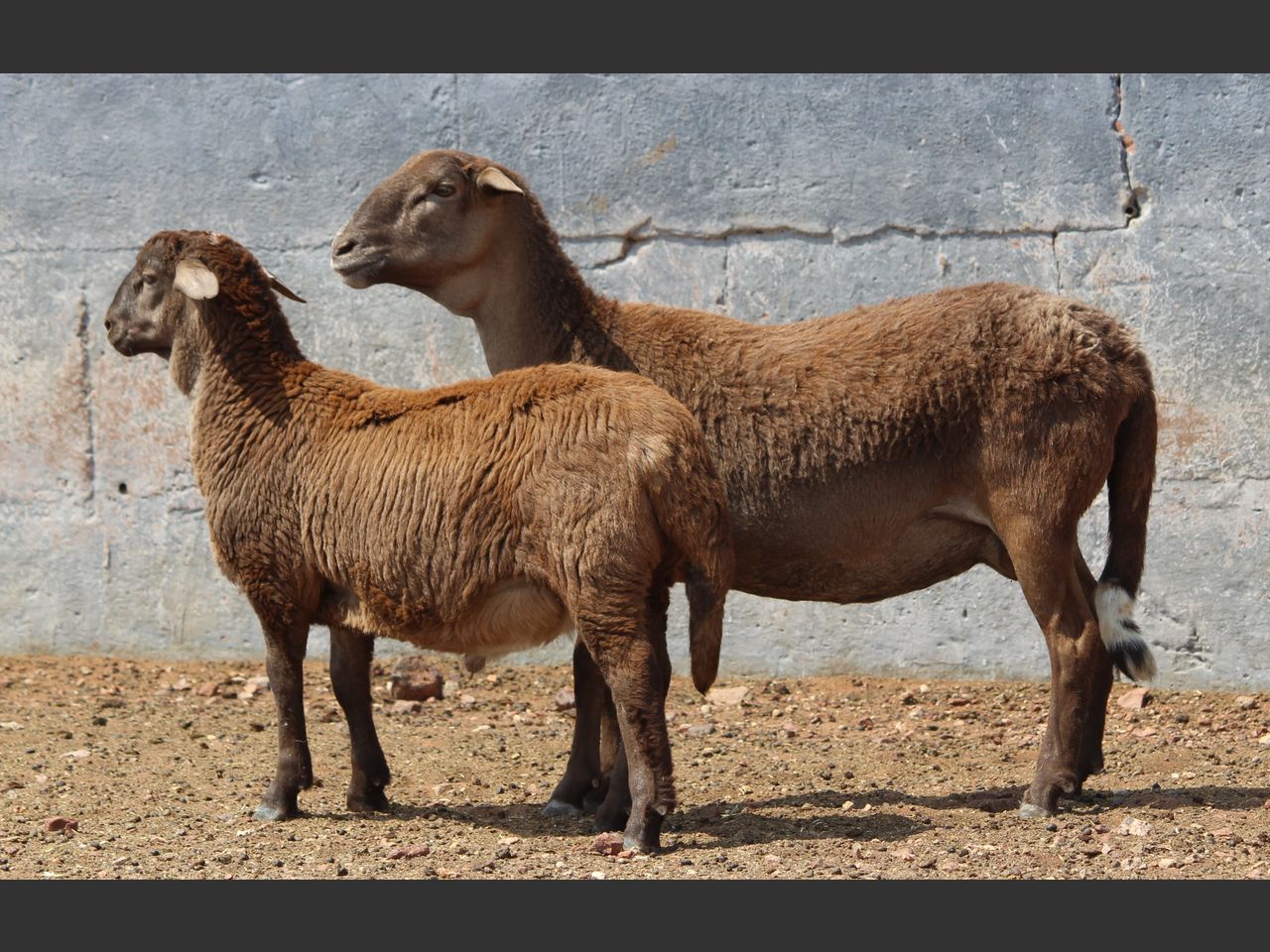 Lot 108A | KALAHARI KAROO MEATMASTER GROEP 38STE VEILING | SwiftVEE ...