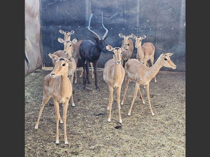 IMPALA | M.E. V GREUNEN