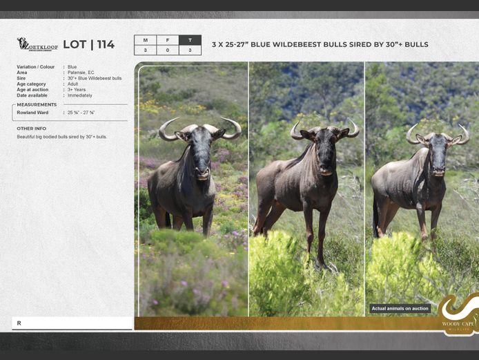 Wildebeest - Blue | Zoetkloof Game Breeders.