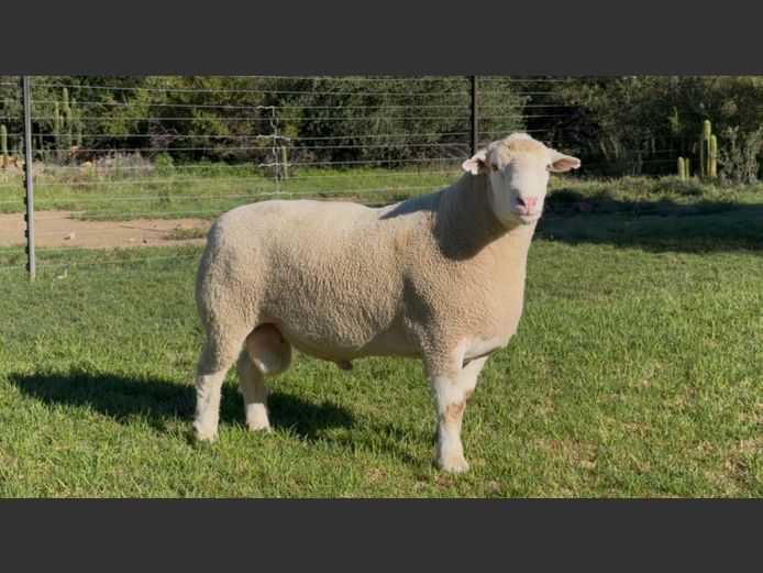 DH 240048 | HEYMAN DORMERS