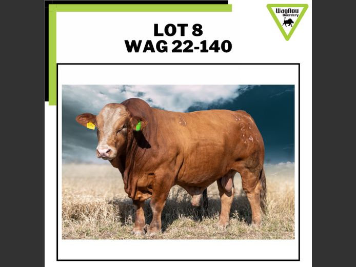 WAG 22-0140 | WAGNOU BEEFMASTER