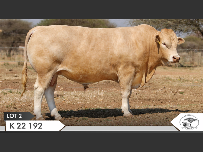 K 220192 | KOPERKOP HUGENOOT STOET