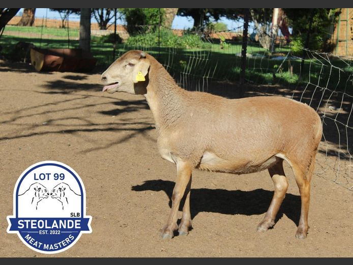 SLB25-044 | Steolande Boerdery