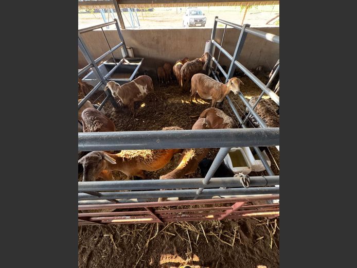 MEATMASTER | LOUMA BOERDERY