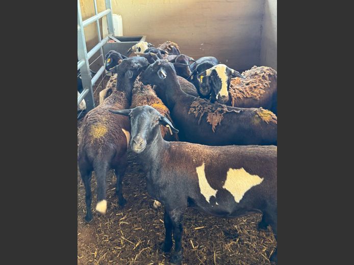 MEATMASTER | LOUMA BOERDERY