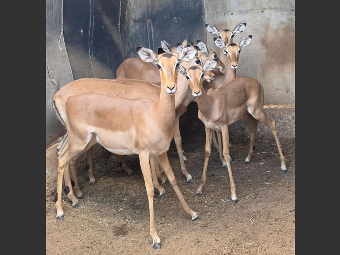 ROOIBOK | IMPISI SAFARIS