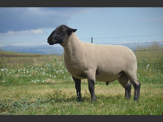 301 240163 | TWEESEUNS