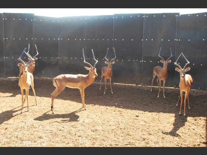 ROOIBOK | MABALINGWE