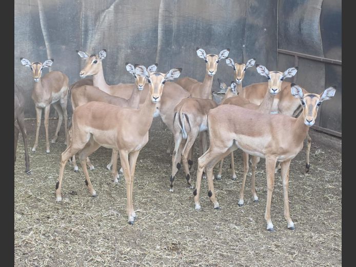 ROOIBOK | 258 FARMS