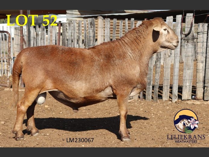 LM 23 0067 | AANGETEKEN | Piet de Lange - Leliekrans Meatmasters