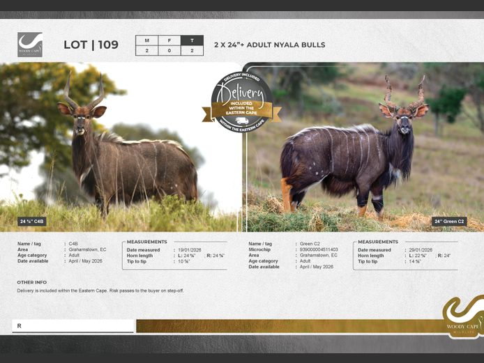 Nyala | Woody Cape Wildlife (Pty) Ltd