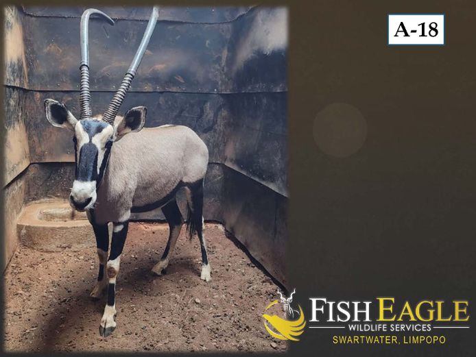 GEMSBOK