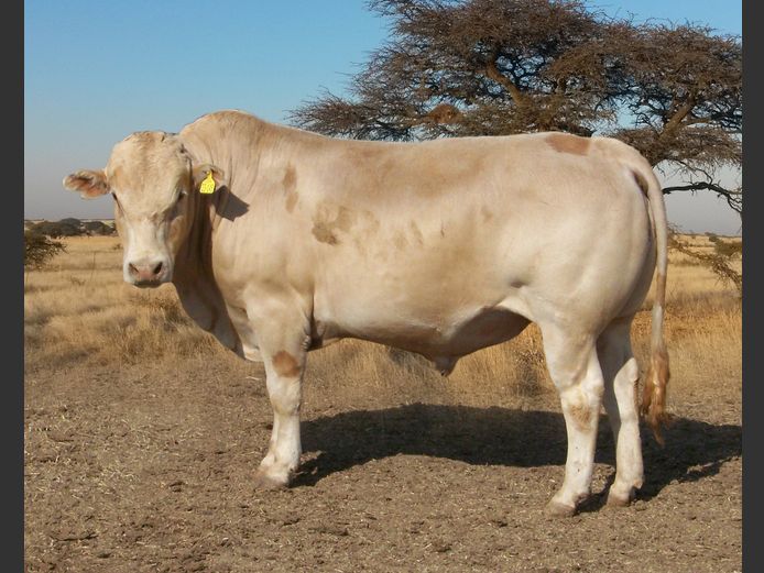 CHK230145 | A.J. KRIEL