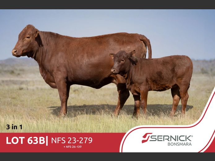 NFS 230279 Pp(c) | SERNICK BONSMARA STOET