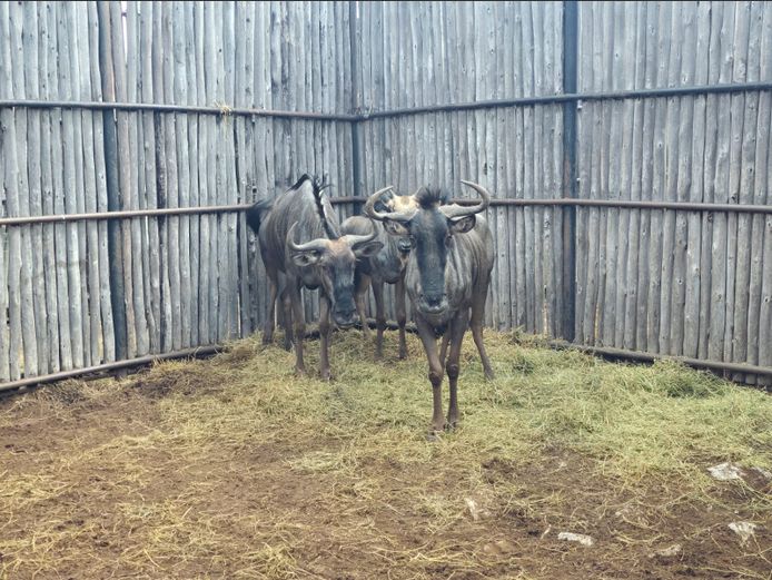 BLOUWILDEBEES | HANLEY 1