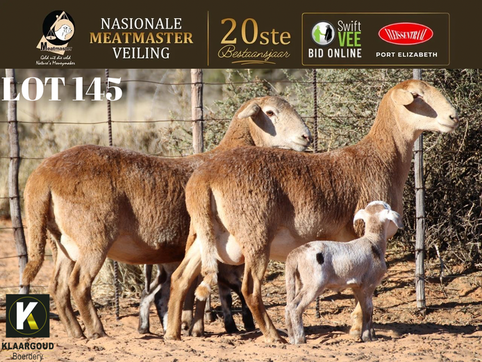 CP 24 653 | Klaargoud Boerdery