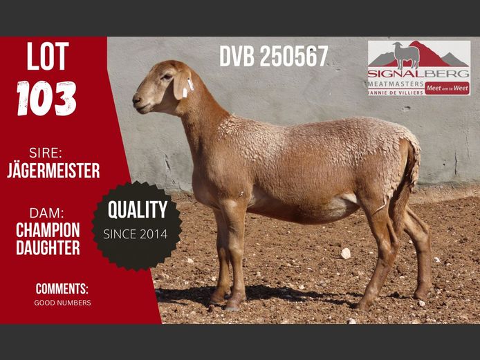 DVB 250567 | SIGNALBERG MEATMASTERS