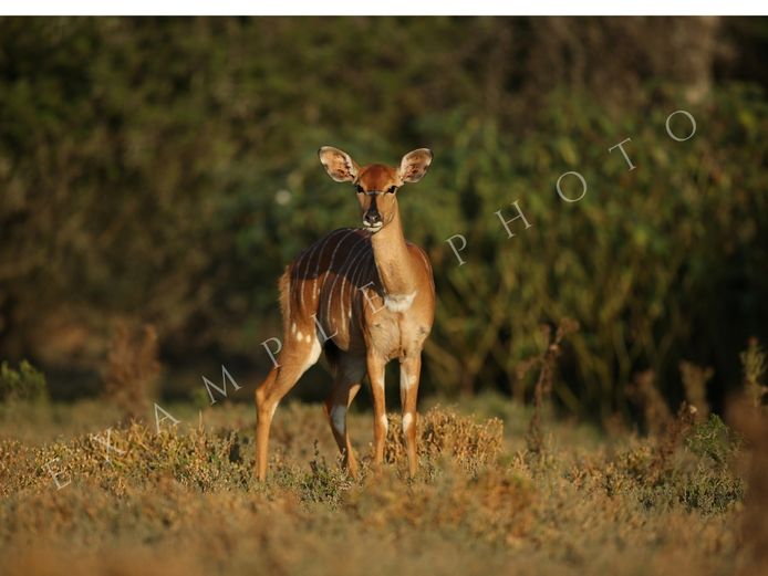 NYALA EWES | SIGNATURE WILDLIFE