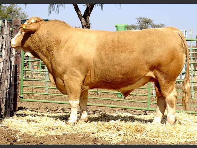 GV2383 | VOIGTLAND SIMMENTALER