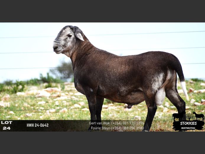 HWH24-0642 | STOKKIES MEATMASTERS