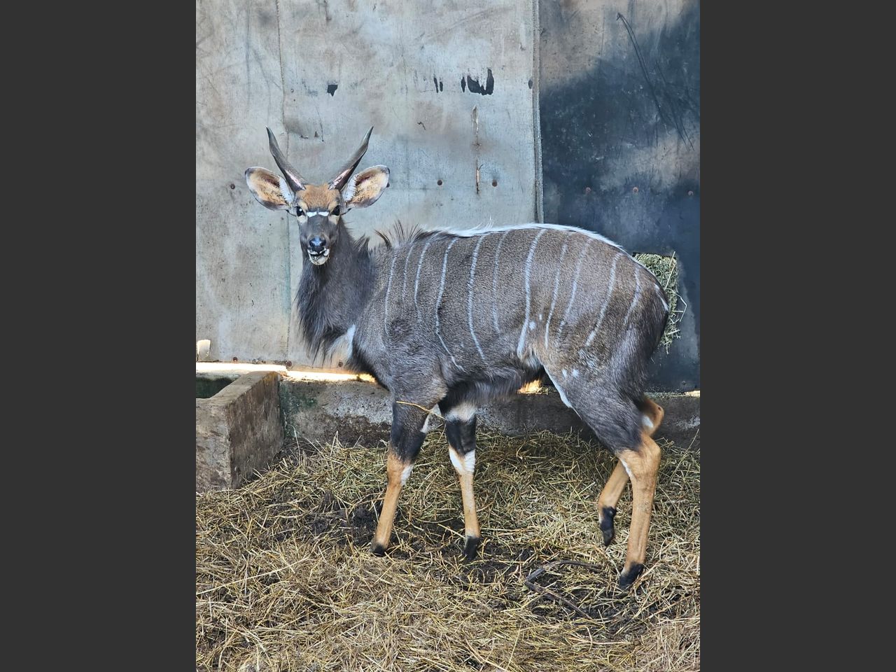images