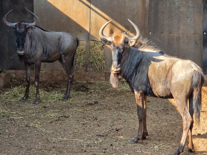 BLOUWILDEBEES | IMPISI SAFARIS