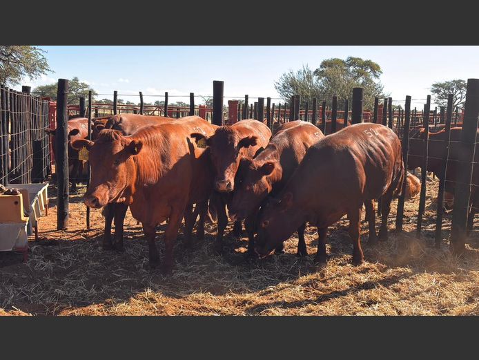 COMMERCIAL FEMALES | HARTEBEESTLOOP BONSMARA
