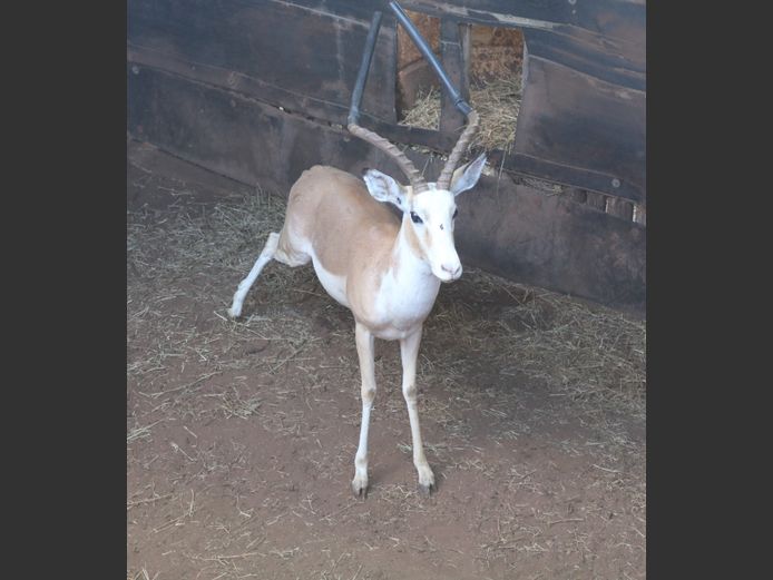 White Flank