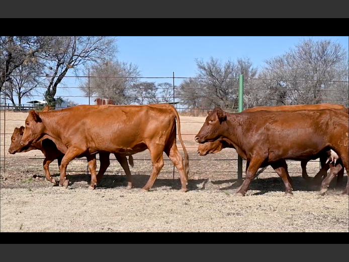 Commercial Animals | ALLEM BROTHERS